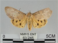 藏品(一點擬燈蛾)的圖片