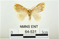 藏品(黑翅黃毒蛾)的圖片