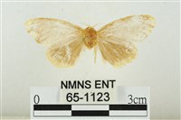 藏品(黑翅黃毒蛾)的圖片