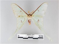 藏品(姬長尾水青蛾)的圖片