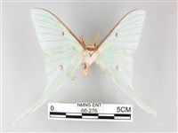 藏品(姬長尾水青蛾)的圖片