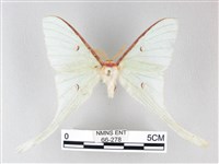 藏品(姬長尾水青蛾)的圖片