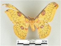藏品(黃豹天蠶蛾)的圖片