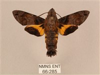 藏品(黃斑長喙天蛾)的圖片