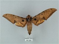 藏品(裂斑鷹翅天蛾)的圖片
