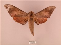 藏品(栗六點天蛾)的圖片