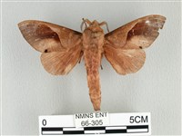 藏品(大褐斑枯葉蛾)的圖片