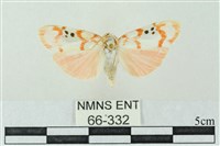 藏品(臺雪苔蛾)的圖片