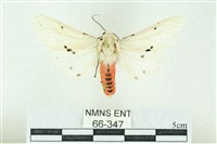 藏品(菊池污燈蛾)的圖片