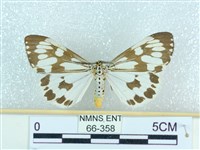 藏品(粉蝶燈蛾)的圖片