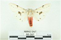 藏品(菊池污燈蛾)的圖片