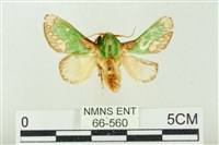 藏品(基黃綠刺蛾)的圖片