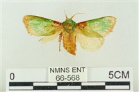 藏品(基褐綠刺蛾)的圖片