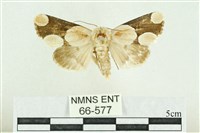 藏品(臺灣斑蕊夜蛾)的圖片