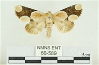 藏品(臺灣斑蕊夜蛾)的圖片