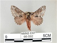 藏品(銀肩枯葉蛾)的圖片