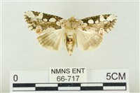 藏品(連珠波紋蛾)的圖片