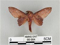 藏品(臺灣枯葉蛾)的圖片