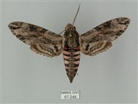 藏品(蝦殼天蛾)的圖片