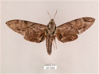 藏品(細斜紋霜天蛾)的圖片