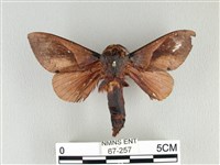 藏品(大褐斑枯葉蛾)的圖片