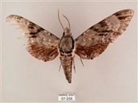 藏品(粗斜紋天蛾)的圖片