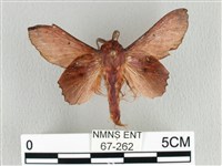 藏品(臺灣枯葉蛾)的圖片