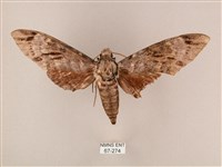 藏品(粗斜紋天蛾)的圖片