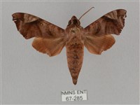 藏品(姬缺角天蛾)的圖片