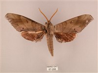 藏品(栗六點天蛾)的圖片