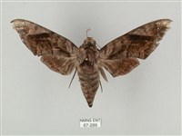 藏品(全緣缺角天蛾)的圖片