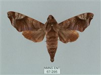 藏品(姬缺角天蛾)的圖片