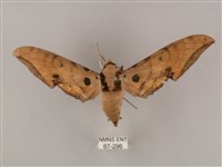 藏品(裂斑鷹翅天蛾)的圖片