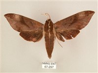 藏品(背中白天蛾)的圖片