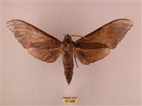 藏品(栗六點天蛾)的圖片