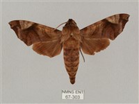 藏品(姬缺角天蛾)的圖片