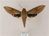 藏品(藏斜紋天蛾)的圖片