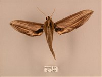 藏品(棕綠背線天蛾)的圖片