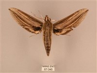 藏品(棕綠背線天蛾)的圖片