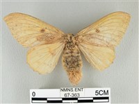 藏品(青枯葉蛾)的圖片