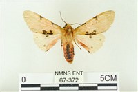 藏品(棍棒污燈蛾)的圖片
