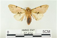 藏品(棍棒污燈蛾)的圖片