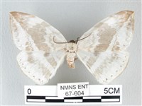 藏品(圓翅大鉤蛾)的圖片
