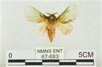 藏品(素木綠刺蛾)的圖片