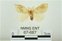 藏品(寬紋黃毒蛾)的圖片