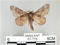 藏品(銀肩枯葉蛾)的圖片