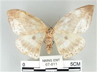 藏品(圓翅大鉤蛾)的圖片