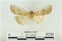 藏品(臺洒波紋蛾)的圖片