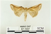 藏品(印華波紋蛾)的圖片