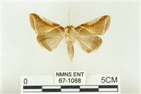 藏品(印華波紋蛾)的圖片